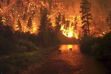 Elk Landscapes Wallpapers   (