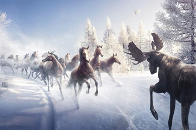1920x1080 Horses, Christmas Tree, Snow, Winter, Road, Bird, Elk ...