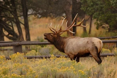 Elk Fighting Wallpapers   Wallpaper.