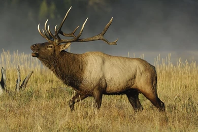 Elk In Snow Bugling   Wallpaper.