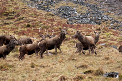 Free Elk Wallpapers Download   Animals Town