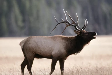 Elk Wallpapers