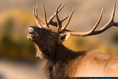 Elk Wallpapers   Wallpapers Cave