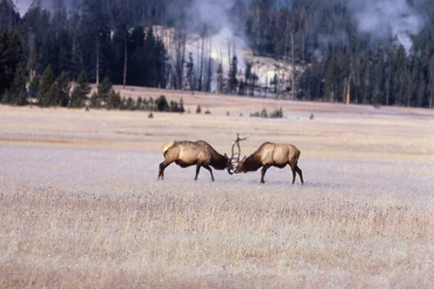 Bull Elk Elks Deer (30) Wallpapers