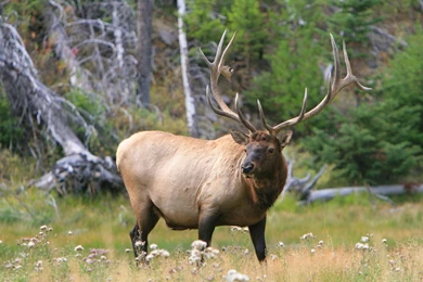Bull Elk Elks Deer (35) Wallpapers