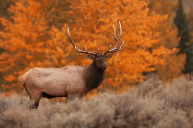 Wallpapers Sea: Elk Wallpapers