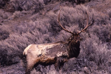 Bull Elk Elks Deer (32) Wallpapers