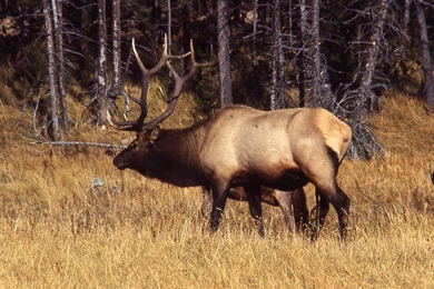 Bull Elk Elks Deer (28) Wallpapers