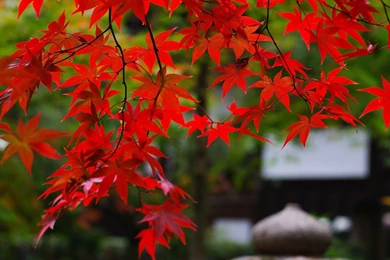 Red Leaf HD Wallpaper, Red Leaf Images, New Wallpapers
