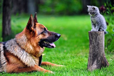 1280x800 Dog Wallpapers HD, Desktop Backgrounds 1280x800