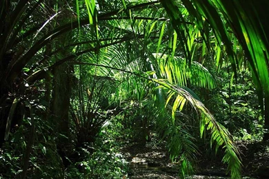 Jungle HD Images Wallpapers 5262   Amazing Wallpaperz