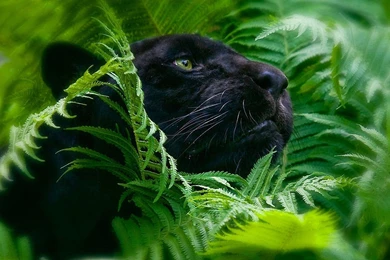 Jungle HD Animal Wallpapers 2.jpg