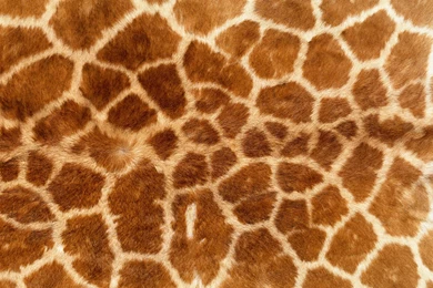 Animal Fur Skin Backgrounds Eight