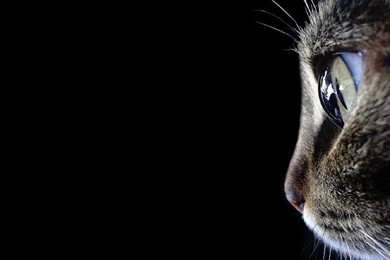 Cats Animals Black Backgrounds Fresh New Hd Wallpapers [Your Popular ...