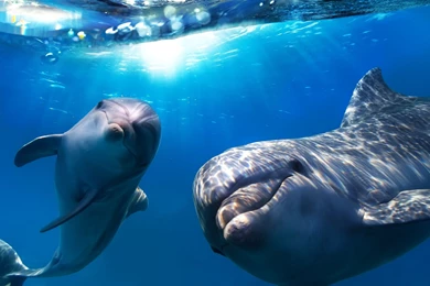 Dolphins Dolphins Animal Ocean Deep Animals Free Desktop ...