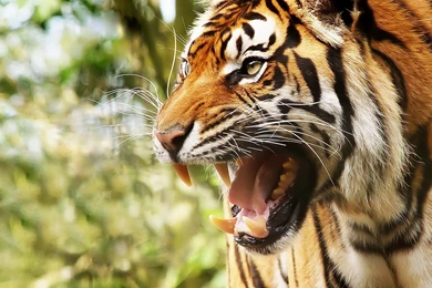 1920x1080px Animal Backgrounds Tiger