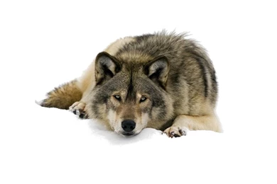 Animals, Mammals, Wolves, White Backgrounds :: Wallpapers