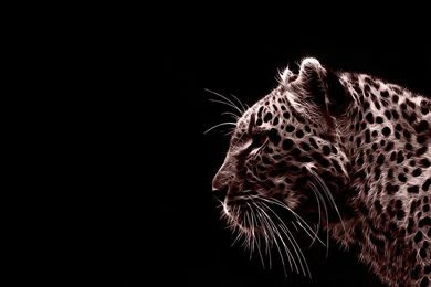 Animals Jaguars Photomanipulations Black Backgrounds Red Never Saw ...
