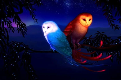 543 Owl HD Wallpapers