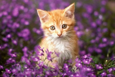 Free Wallpapers Dekstop: Cats Wallpapers, Cat Wallpapers