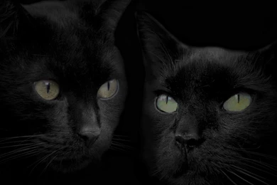 Black Cats HD Wallpapers