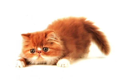 Happiness, Kitten, Ginger Cat, Pussy Cat Wallpapers And Images ...