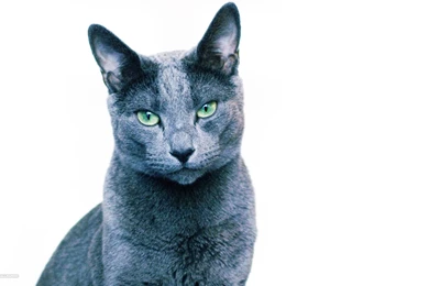 Russian Blue Cat Wallpapers 22/23