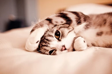 1920x1080 Cute Kitty Desktop PC And Mac Wallpapers