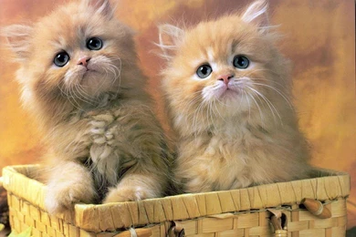 The Free Little Cute Kitty Desktop Wallpapers Pictures For PC ...