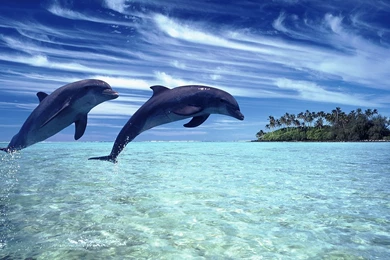 Dolphin hd wallpaper_1.jpg