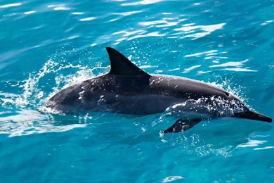 Amazing Dolphin Desktop Backgrounds HD 3840x2160