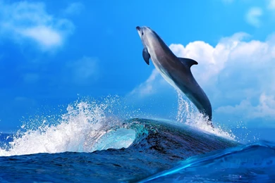 Sonic Dolphin Desktop Backgrounds HD 2560x1600