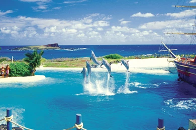 Dolphins: Dolphin Water Sea Free Desktop Backgrounds For HD 16:9 ...