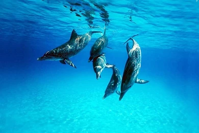 Mountain Lion Desktop Backgrounds Location   Flowering Cherry Hd ...