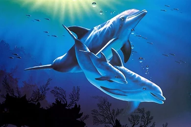 3D Dolphin Desktop Background HD.jpg