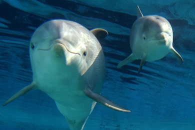 Little Dolphin Desktop Backgrounds HD 1920x1080