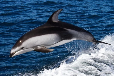 Dolphins: Dolphin Oceans Blue Animals Mammals Wave Sea Wallpapers ...