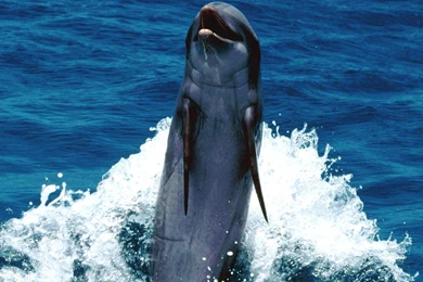 DOLPHIN STANDING ABOVE THE WATER WALLPAPER   (