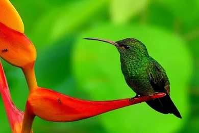 Humming Bird hd Wallpapers 1080p.jpg