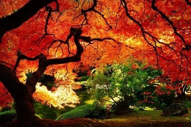 1024x768 Maple In Autumn Desktop PC And Mac Wallpapers