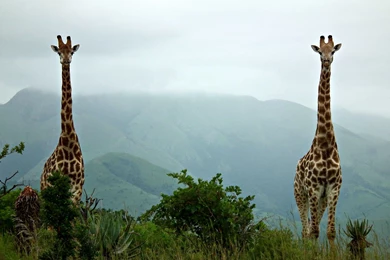Giraffe Computer Free Wallpapers.jpg