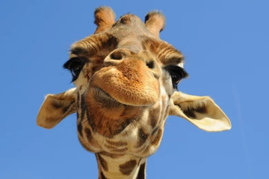 Enjoy Here Some Nice Giraffe Wallpapers