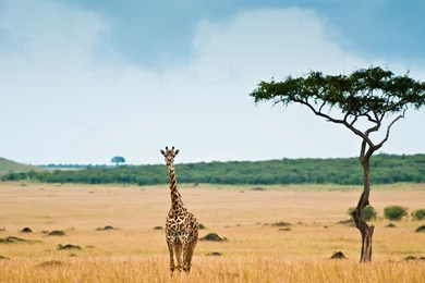 Giraffe Wallpapers HD