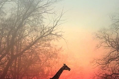 Giraffe Iphone Wallpapers