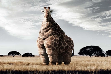 Giraffe Backgrounds   Wallpapers Cave