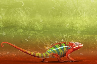 Full HD Wallpapers + Animals, By Fabian Warnke, Chameleons ...