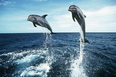Dolphins Hd Wallpapers ›› Page 0