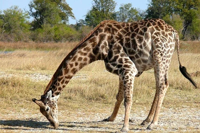 Giraffe Wallpapers And Backgrounds   Animals Town