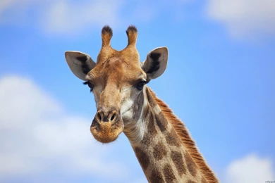 Baby giraffe wallpapers   Wallpapers HD   Wallpapers HD 4K ...