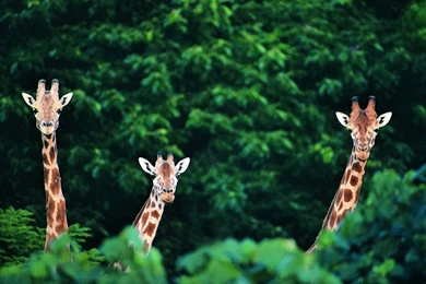 African Giraffe Wallpaper 1024x640.jpg